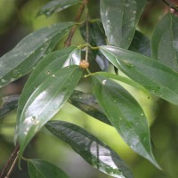 Hortonia angustifolia (Thwaites) Trimen